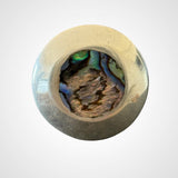 Silver Shell Ring